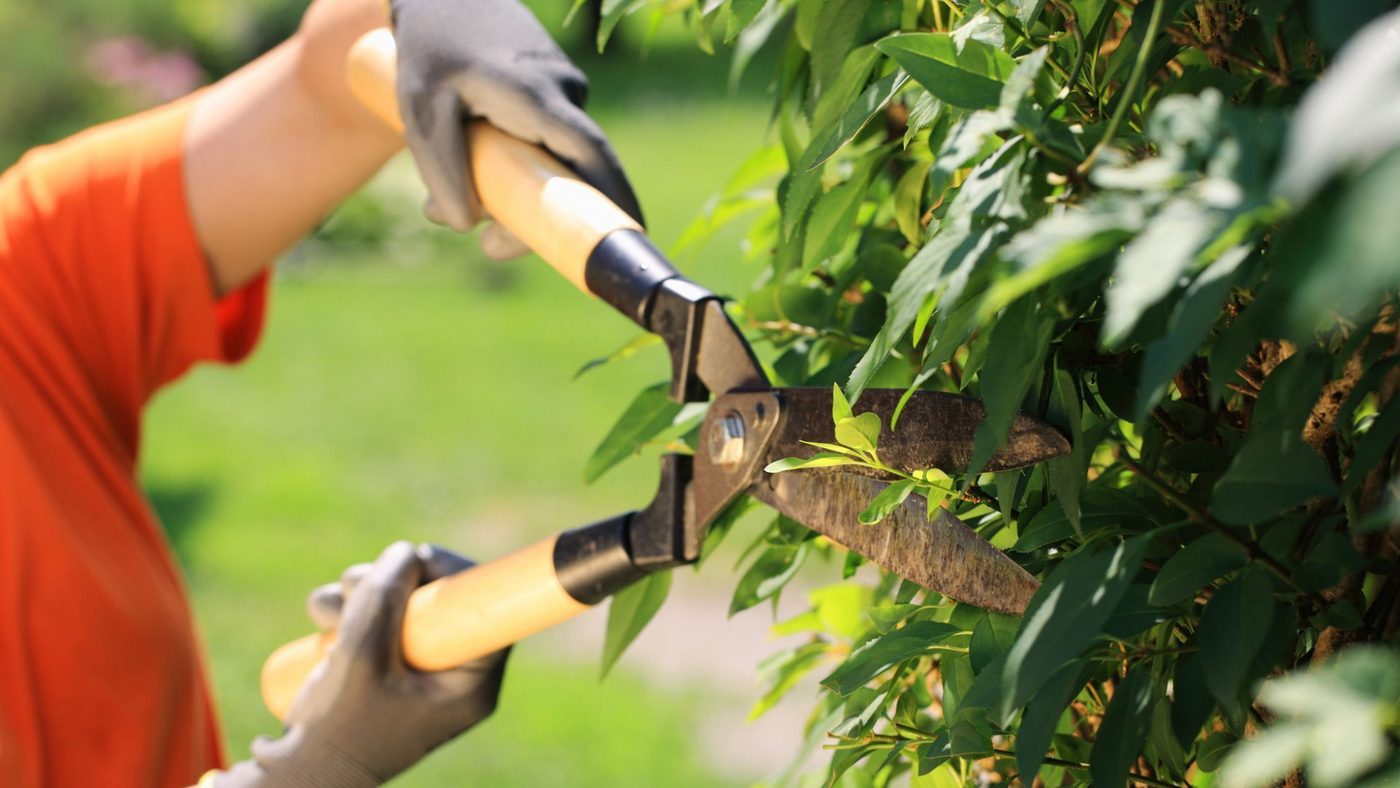 Potatura Cespugli, Siepi, Arbusti e Alberi Ornamentali